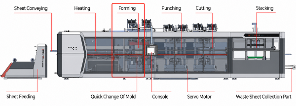 Forming Section of a Thermoforming Machine Forming Section of a Thermoforming Machine